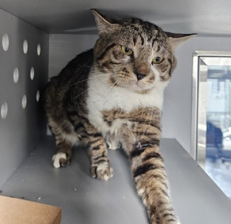 JLthekid9999's tweet photo. 🆘🆘  DIX (ID 255083), 3 YO, MALE –  IN QUEENS ACC - came into the shelter as an owner surrender on 5/21/2026, with the surrender reason stated as person circumstance- hoarding situation.    🆘🆘 😿 😿 😿 😿

➡️TBD 6/9/26

➡️ NEW HOPE RESCUE ONLY

➡️ 🆘🆘  1ST Chance on Emergency Placement List – VERY URGENT – 🆘🆘 😱🔥🔥😱

➡️ 18 DAYS IN SHELTER – TOO LONG – TIME IS RUNNING OUT

➡️ DIX IS ON THE EPL FOR BEHAVIORAL REASONS - He is not thriving in the care center and continues to display distance-increasing behavior when approached for interactions. He has not warmed up despite staff using treats to build a positive association. This designation often means that the cat will be given very little time for rescue/foster/adoption.🔥🔥🔥🔥

What my friends at ACC say about me: My history is a mystery and my friends here do not know much about me yet! I have lived with cats in my previous home. I am looking for a home with a patient person. I can be slow to adjust to new environments. I prefer to take things at my own pace. I will flourish in a calm environment and a low-traffic home. I would appreciate slow introductions to new people and places to help me feel safe. I'm sensitive and shy. I'll need extra help from you.  ❤️ 😻❤️ 😻❤️ 😻

NEEDS OUT OF SHELTER ASAP –

Please RT or pledge, if you can, to save this little one.

@AdamsPaulGrimke

💔😿🙏Thank you