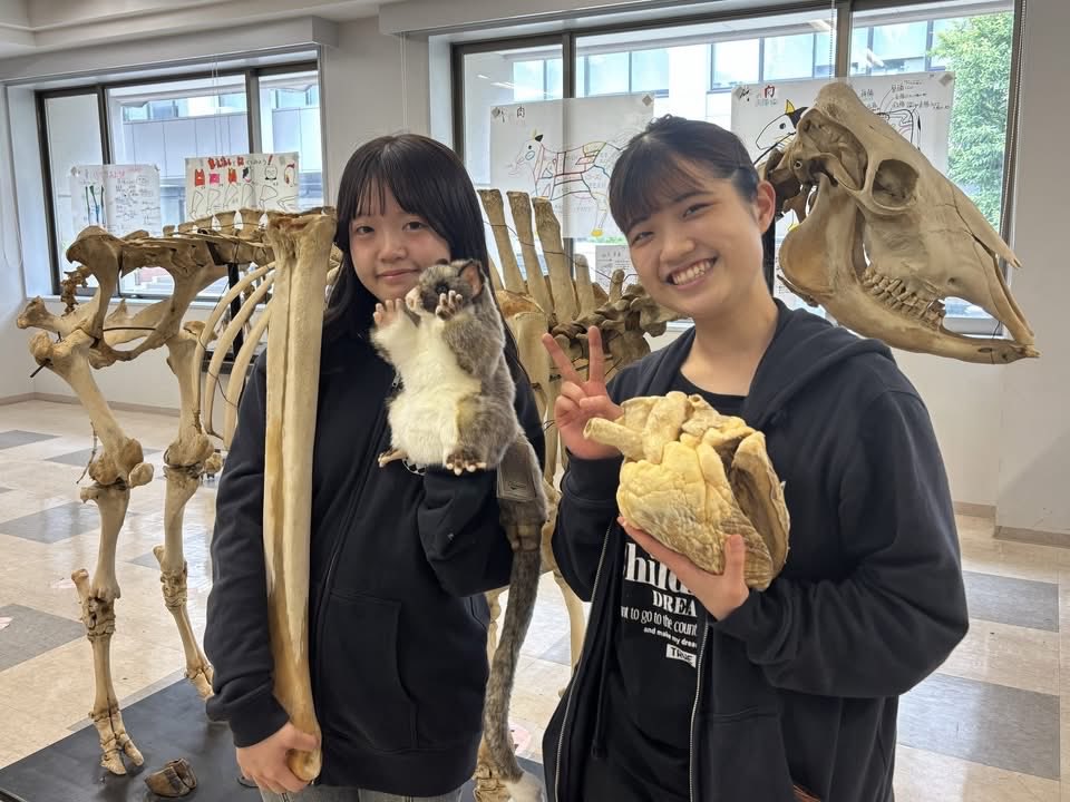 costep_pr's tweet photo. 【北大祭2026】漫画「動物のお医者さん」の舞台として知られる北大獣医学部。「実際、獣医学部生ってどんな勉強をしているんだろう？」そんな疑問を胸に、獣医学祭の展示「のぞいてみよう！獣医学の世界」に飛び込んでみました。

犬や馬がかけまわる獣医学祭エリアにわくわくします。
展示室に入ると、さっそく迫力ある骨格標本が出迎えてくれました。

案内してくださったのは、獣医学部3年生の中村芽以さん。
本展示は、例年3年生が主体となって開催されています。
ウシの骨格標本はとても重く、運ぶのに10人も必要だったという裏話もあるそうです。
展示では、普段獣医学部生が勉強している環境や、使っている道具について知ることができます。

続きはこちら
https://t.co/ssO83J6yZb