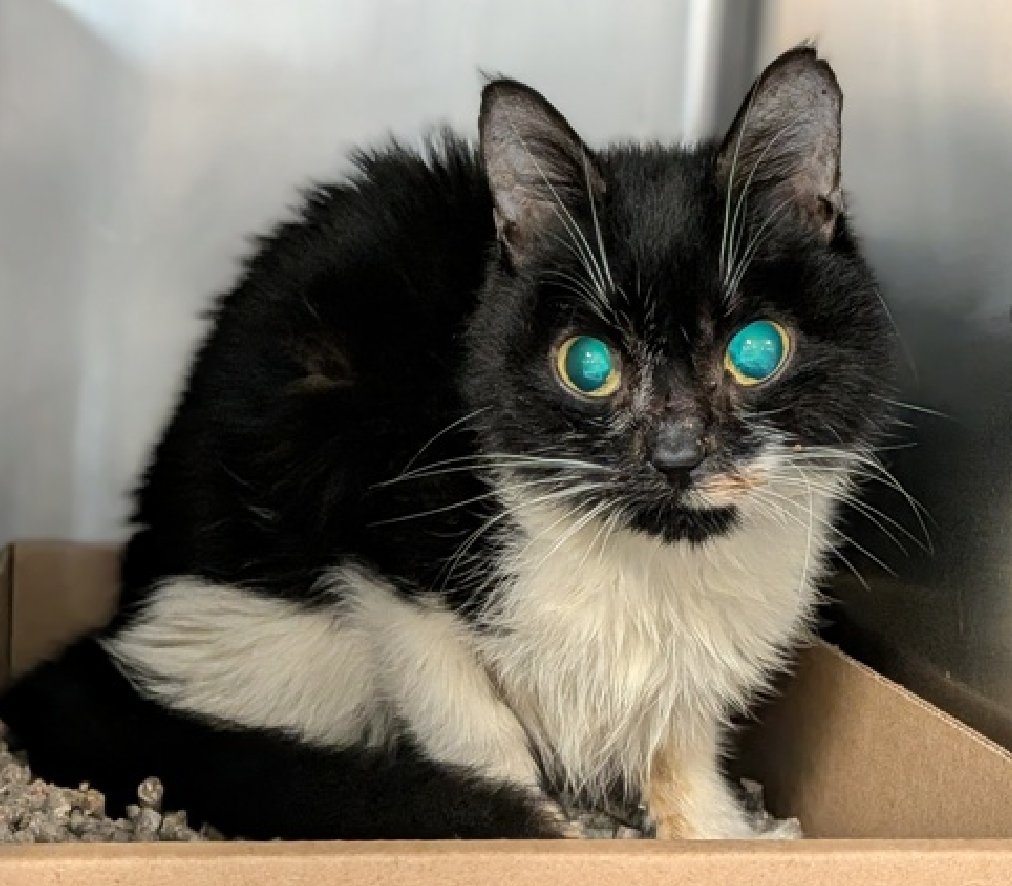 JLthekid9999's tweet photo. 🆘🆘 BEBE BOOP (ID 256319), 4 YO, FEMALE–  IN MANHATTAN ACC - came into the shelter as an owner surrender on 6/4/2026, with the surrender reason stated as animal health - will need ongoing vet care.   🆘🆘 😿 😿 😿 😿

➡️TBD 6/9/26

➡️ MEDICAL PRIORITY – NEEDS MORE CARE AND ATTENTION THAN THE SHELTER CAN PROVIDE -😱😱😱

➡️ 🆘🆘  1ST Chance on Emergency Placement List – VERY URGENT – 🆘🆘 😱🔥🔥😱

➡️ 4 DAYS IN SHELTER – TOO LONG – TIME IS RUNNING OUT

➡️ BEBE BOOP IS ON THE EPL FOR MEDICAL REASONS -Bebe Boop has neurologic deficits, is emaciated, and has had unusually stunted growth. Bebe Boop needs care and further medical support the we cannot provide in the Care Center. This evaluation/diagnosis means that BEBE BOOP will be given very little time for rescue/foster/adoption.🔥🔥🔥🔥

What my friends at ACC say about me: My history is a mystery and my friends here do not know much about me yet! It is unknown if I have ever lived with other animals or children. I have medical needs that staff will address with you when you meet me. I'm an independent kitty who likes to do my own thing. I am a sweet, social, older gal, looking for the perfect forever home! Bebe Boop interacts with the assessor, solicits attention, is easy to handle and tolerates all petting. This cat is suitable for any level of adopter experience. ❤️ 😻❤️ 😻❤️ 😻

NEEDS OUT OF SHELTER ASAP –

Please RT or pledge, if you can, to save this little one.

@AdamsPaulGrimke

💔😿🙏Thank you