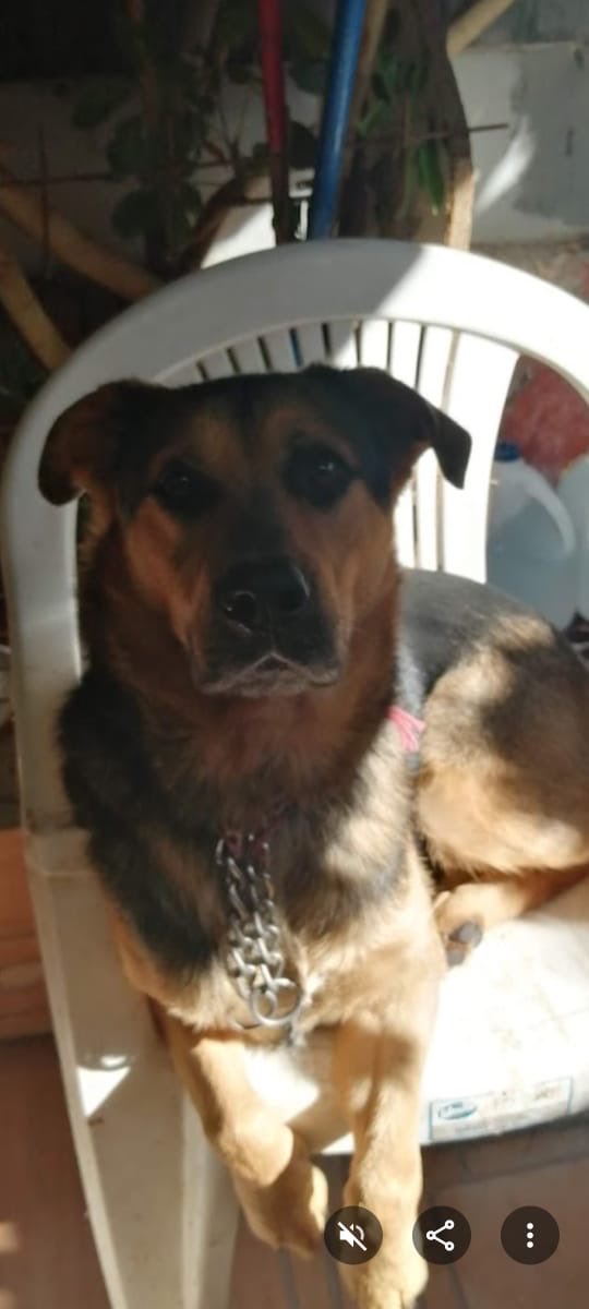 Elizabeth_n_n's tweet photo. Se busca #Renca #Santiago #Chile #CAE #fiebredebaile @kattykowaleczko @RenatoMunster @fuentesilva @jananeme @PamJiles https://t.co/Ao0s3wygi9
