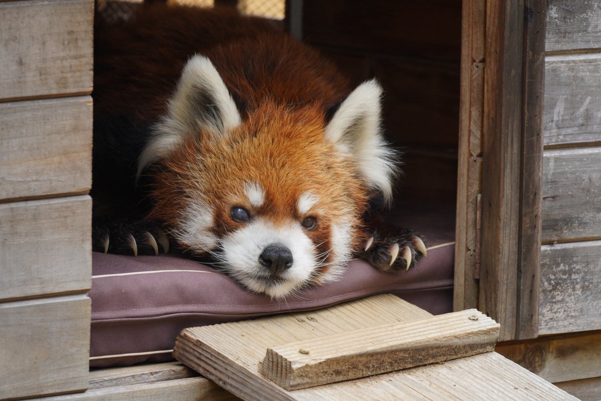 Tojou_Linca's tweet photo. 千葉県には、

''国内最高齢''
来月に23歳を迎えるレッサーパンダ

『風太くん』がいます( ᐡ > ᴥ < ᐡ ) 💕✨

※人間でいうと100歳超え👏 https://t.co/Wd1EqPQ9bm
