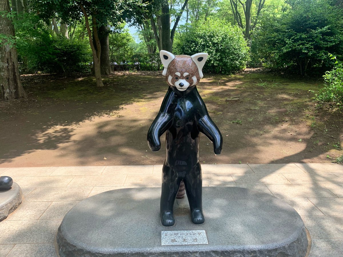Tojou_Linca's tweet photo. 千葉県には、

''国内最高齢''
来月に23歳を迎えるレッサーパンダ

『風太くん』がいます( ᐡ > ᴥ < ᐡ ) 💕✨

※人間でいうと100歳超え👏 https://t.co/Wd1EqPQ9bm