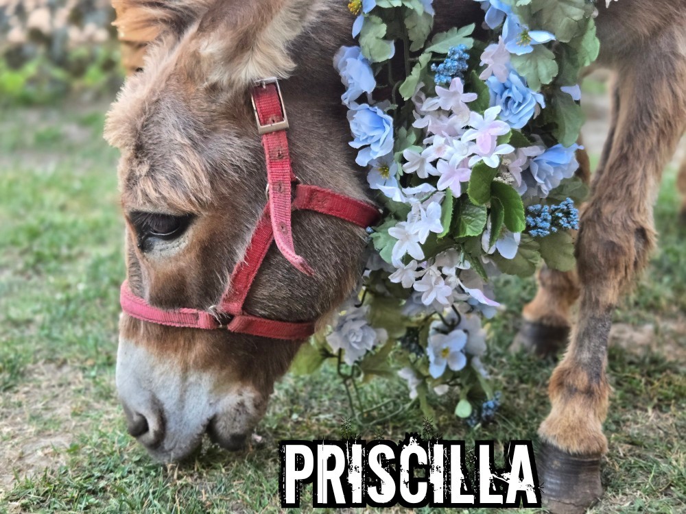 ThinBrewLineVA's tweet photo. Meet Priscilla...our "Brew Donkey of the Day!"
#BrewDonkey https://t.co/hV43JtNAGw