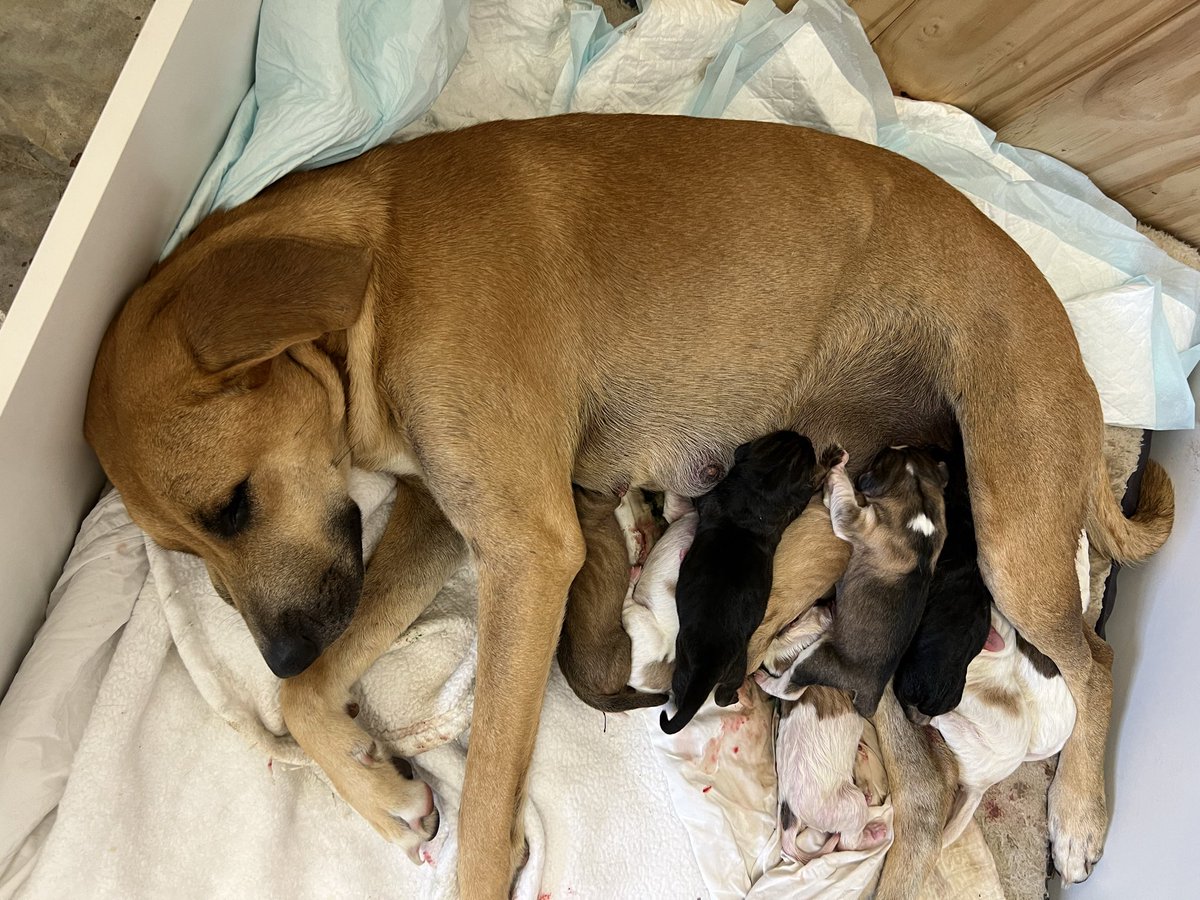 catturd2's tweet photo. Hard to believe the 9 puppyturds are gonna be 4-years-old on Wednesday https://t.co/t5YxRFRtYS