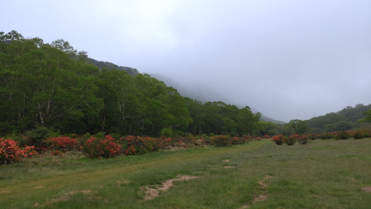 ao18719048's tweet photo. ☆赤城白樺牧場秘密の絶景ツアー情報
おはようございます。気温13℃霧雨､観光案内所受付9:30〜､スタート10:00です。雨具装備で濡れて鮮やかなツツジを楽しみましょう🌺🍀🌳🐑🚶😋✨️
https://t.co/48QTZi2Pek https://t.co/YyMNDgts8f