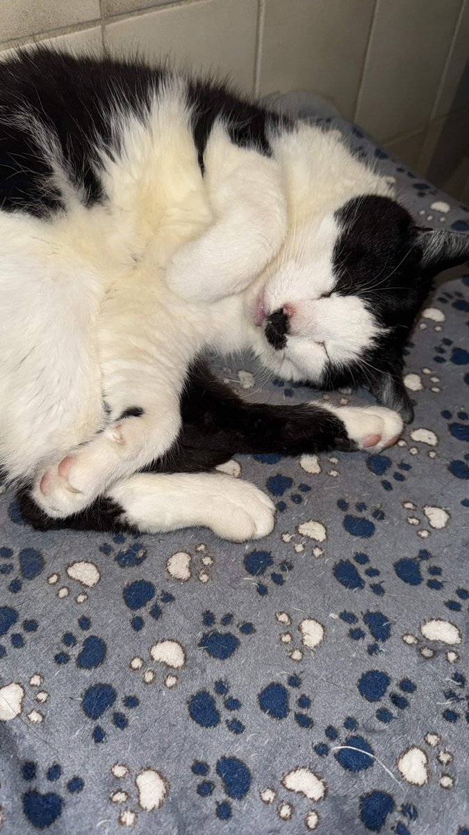 HxskyR6s's tweet photo. RIP my childhood friend i loved you so much ❤️

Losing you after 11 Years was heartbreaking...

07.06.2026 🪦 https://t.co/B4UMC75iIS