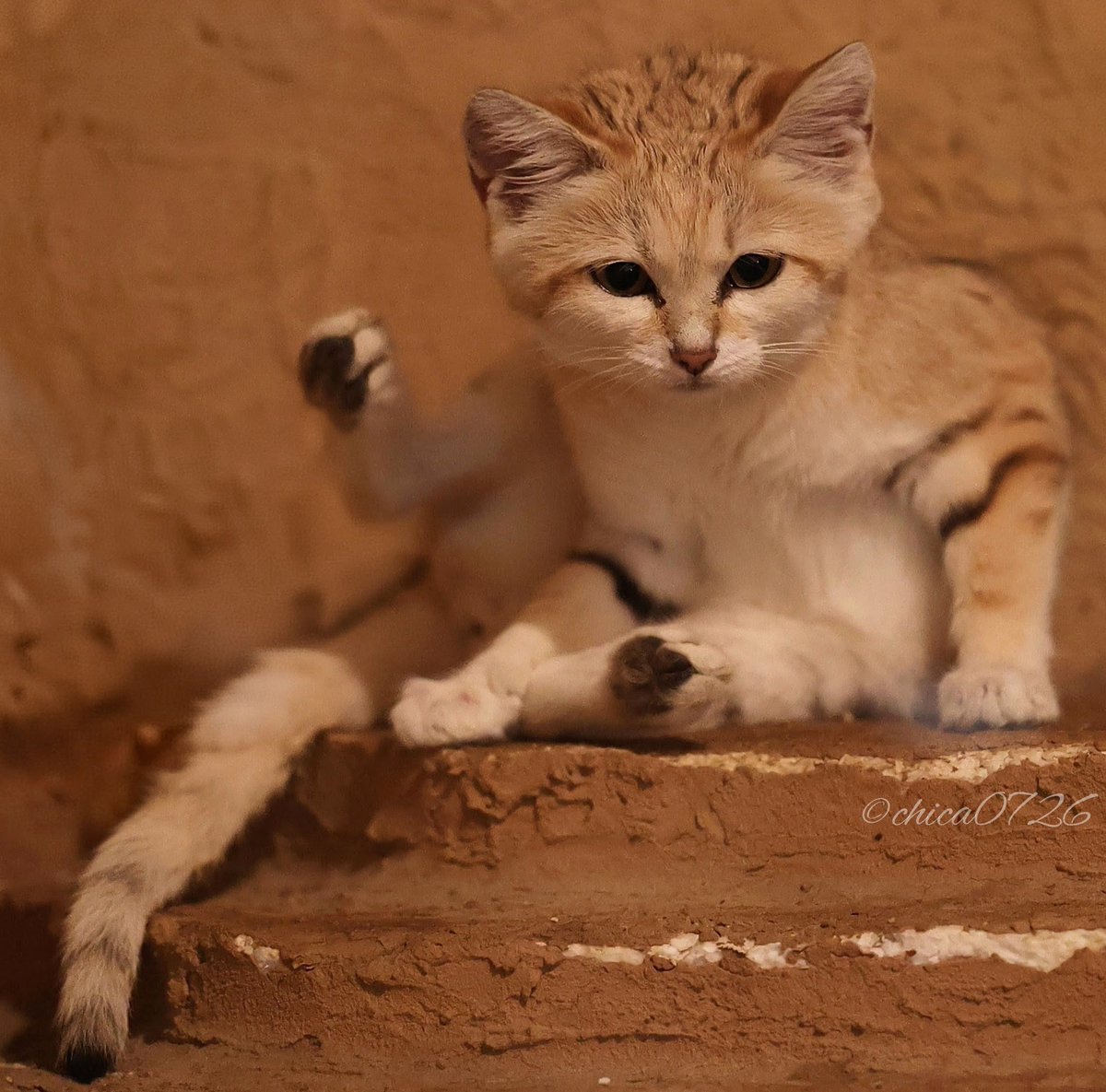 cats_chica0726's tweet photo. ちょっと眠いアッシャムちゃん☀

#アッシャム #スナネコ
#長崎バイオパーク
#sandcat https://t.co/2Ah22J9B4S