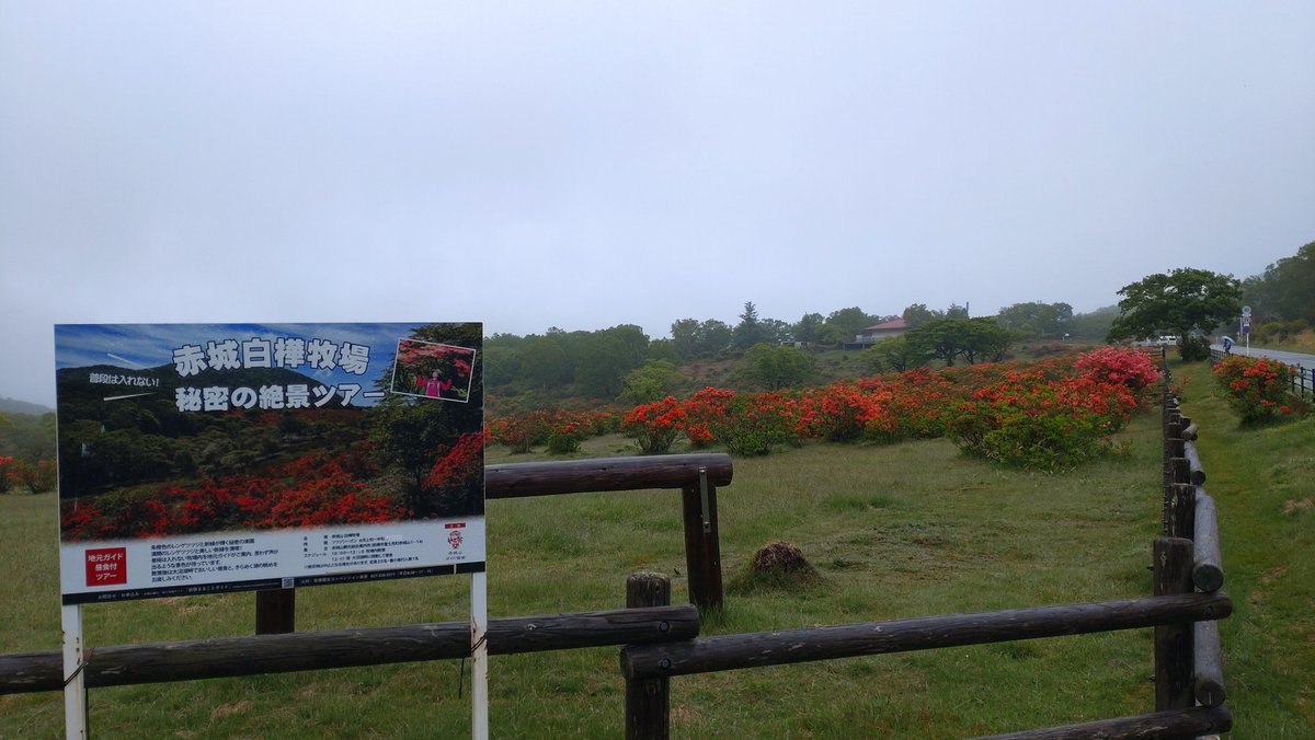 ao18719048's tweet photo. ☆赤城白樺牧場秘密の絶景ツアー情報
おはようございます。気温13℃霧雨､観光案内所受付9:30〜､スタート10:00です。雨具装備で濡れて鮮やかなツツジを楽しみましょう🌺🍀🌳🐑🚶😋✨️
https://t.co/48QTZi2Pek https://t.co/YyMNDgts8f