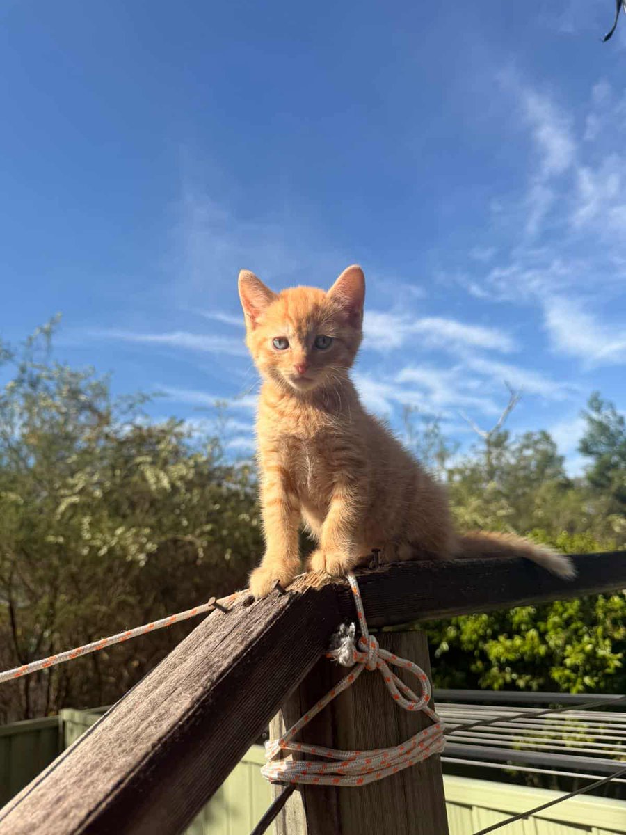 noontalks's tweet photo. My sister got a cat and literally just named him Ed Sheeran. https://t.co/vO8jqBMnSR