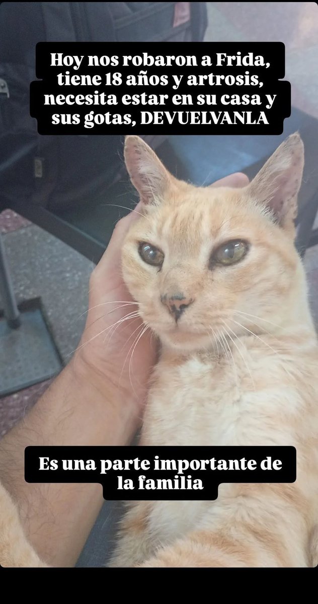 demario_silvia's tweet photo. #LANUS 
Buscan a esta gata de 18 años, alguien se la llevó! Está en tratamiento y su familia la está buscando.
Es del restaurante La Coruña que está en 9 de julio 1865. Lanús Este https://t.co/TyQ4YK4Hq4