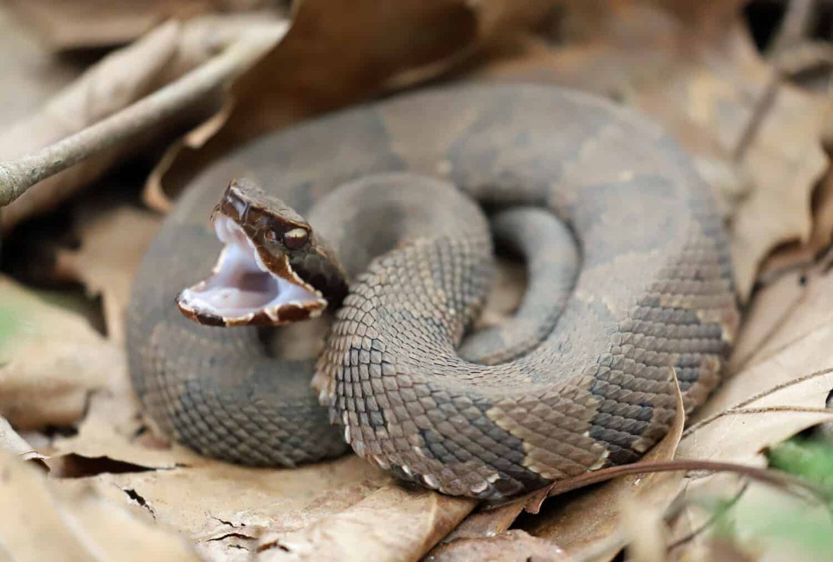 jeffslither's tweet photo. Cottonmouth https://t.co/NhW7A1XW5W