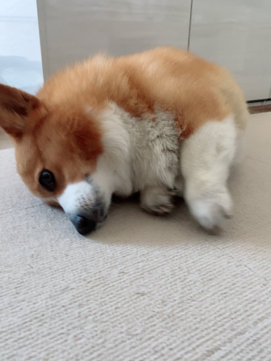 corgi_616161's tweet photo. おはよーの伸びしてるとこ撮りたかったのに…うーんブレブレ🫨🫨🫨 https://t.co/yheoYeLvy9