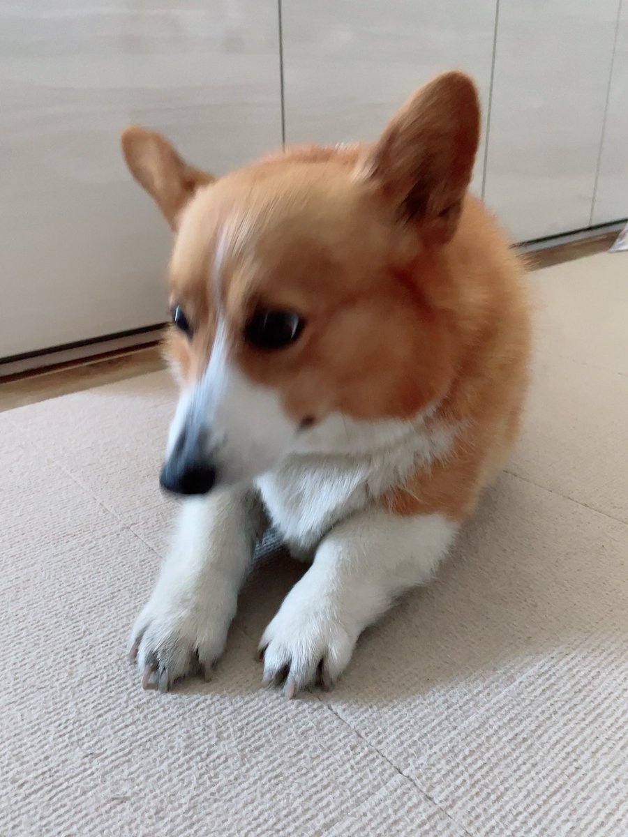 corgi_616161's tweet photo. おはよーの伸びしてるとこ撮りたかったのに…うーんブレブレ🫨🫨🫨 https://t.co/yheoYeLvy9