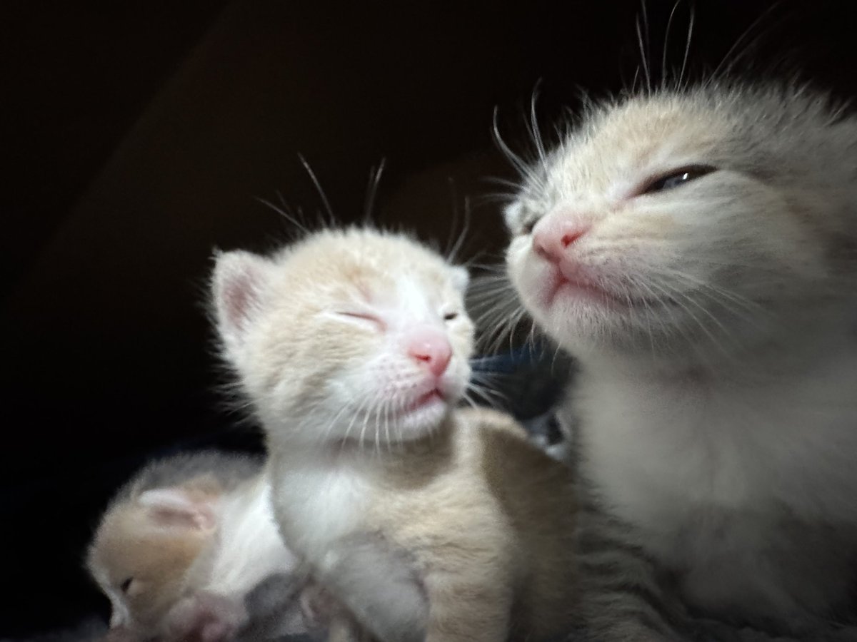 Catsillyness's tweet photo. Gang https://t.co/KoYe1HTrdR