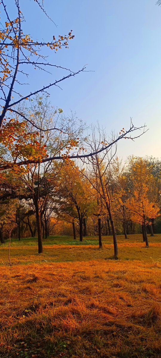 MichaelFHopkins's tweet photo. Blue sky, fresh breeze, it’s the perfect autumn afternoon for a walk in the park https://t.co/WobgHrmbGO
