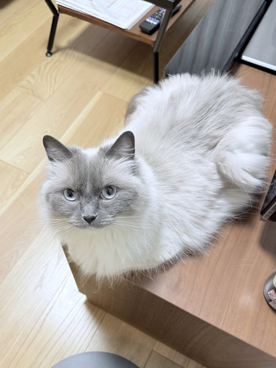 POMOCHIX's tweet photo. でか立派キャットおもち🐱
#猫 #メインクーン #ラグドール #cats https://t.co/Rll5i9g81t
