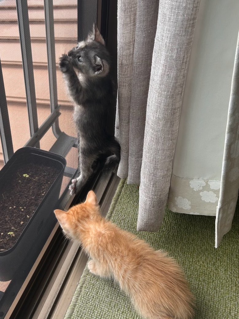 CAM40091468's tweet photo. 朝から元気に運動中！

#猫 #子猫 #猫のいる暮らし https://t.co/hdSZcn9LYe