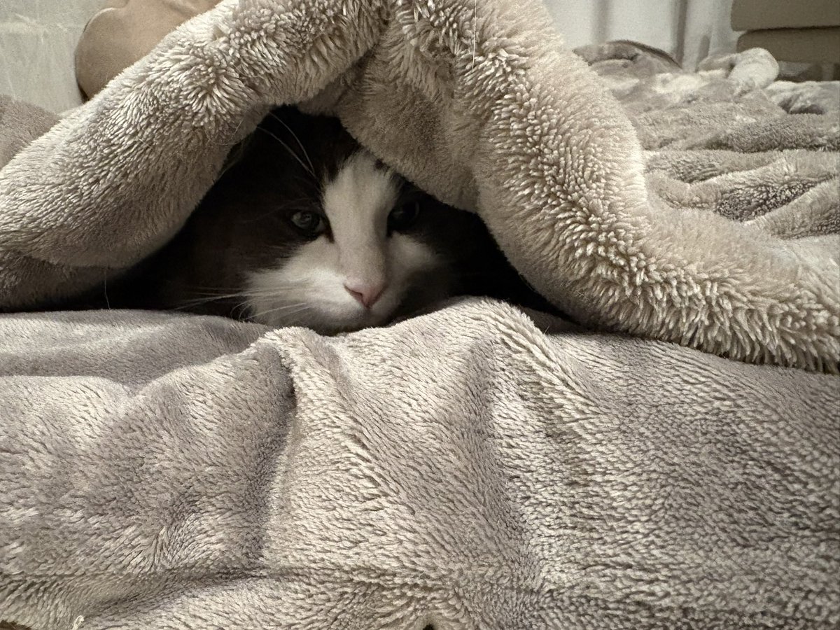 hiratarahi's tweet photo. ニコが綺麗にオフトゥンから顔を出していた
#猫のいる生活 
#猫のいる幸せ 
#猫のいる暮らし
#ノルウェージャンフォレストキャット https://t.co/NMt8A0NKsH