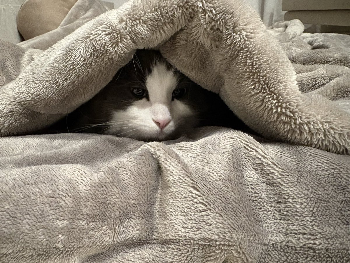 hiratarahi's tweet photo. ニコが綺麗にオフトゥンから顔を出していた
#猫のいる生活 
#猫のいる幸せ 
#猫のいる暮らし
#ノルウェージャンフォレストキャット https://t.co/NMt8A0NKsH