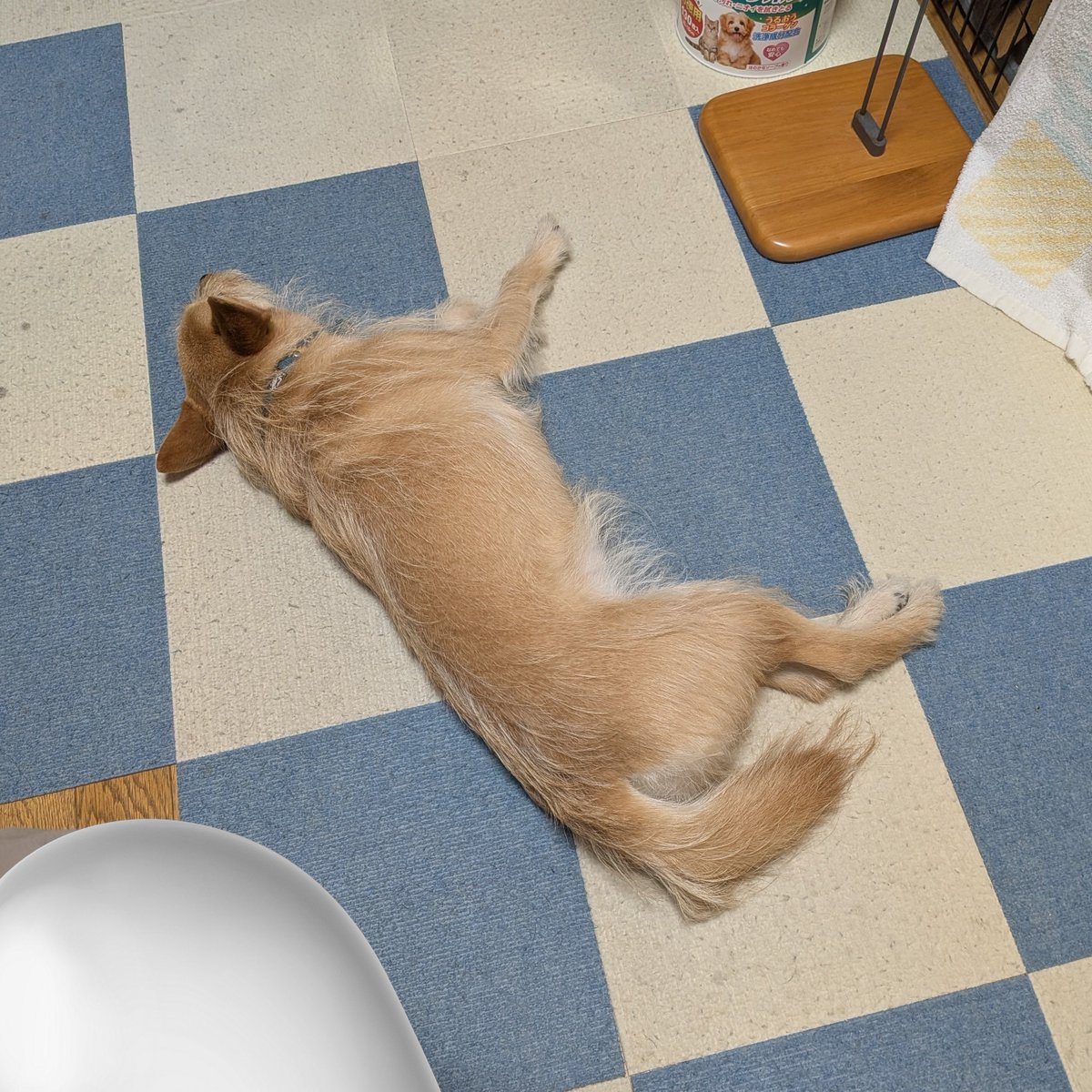 犬ちゃん (@dogchan1010) / Posts / X