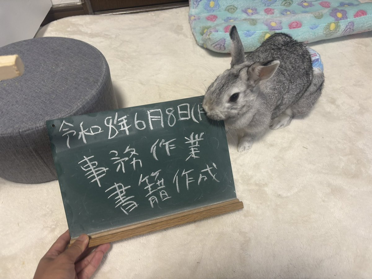 CJB2024's tweet photo. あむっと黒板カジカジ🐰
今日の予定です👀
 #予定
 #うさぎ https://t.co/q4XKMmEkfj