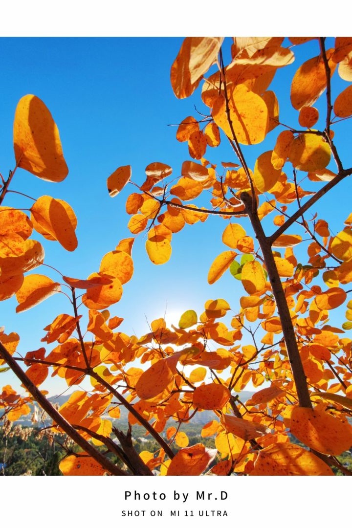 Paulahoffpauir's tweet photo. New to photography Start with mastering your phone’s auto mode—it’s designed to capture great shots right away! Next, play with the rule of thirds to frame your subject. Small steps = big progress. https://t.co/w9RYsFmmNB