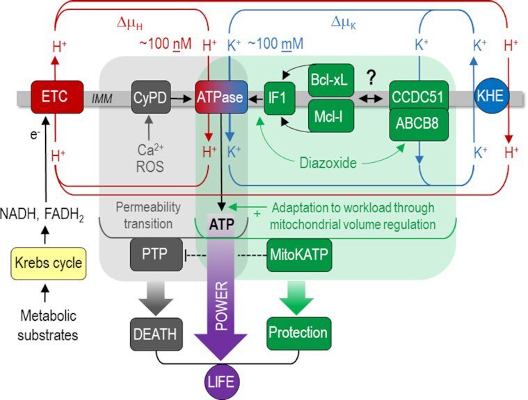 photobiogenesis's tweet photo. Potassium and protons are inseparable in mitochondrial function

When carboxyl groups liberate protons it's positively charged ions like potassium that buffer the COO- groups that are left behind

Potassium has a low charge to size ratio allowing it to actually reduce water structuring to keep proteins soluble and viscosity minimized

Beyond that potassium even accumulates in the intermembrane space of mitochondria the same way that protons do

In fact what powers this potassium flow is not ATP but rather the proton gradient itself via the KHE

This is because just like protons, potassium itself can also flow through the ATPase and power ATP synthesis, and the abundance of potassium relative to protons means that the ATPase accepts more than 2x as many K+ ions vs H+ despite its lower affinity

This is why the KHE dissipates the proton gradient in favor of creating a potassium gradient, it's trading up its energetic potential under conditions of abundance