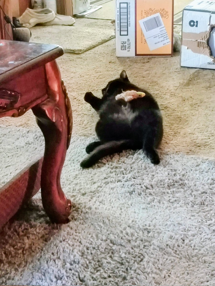 straight_lynn's tweet photo. Kita-Rita sleeping with ducky . It's been a long day of napping for this cutie.  So glad she joined our family! https://t.co/TsBjw40hL9