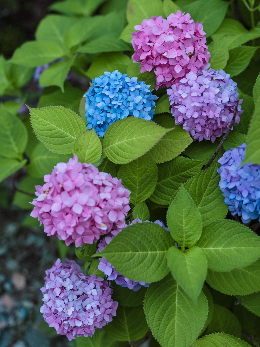 3m1ek's tweet photo. カラフルな紫陽花見つけた https://t.co/5hI2SmbimT