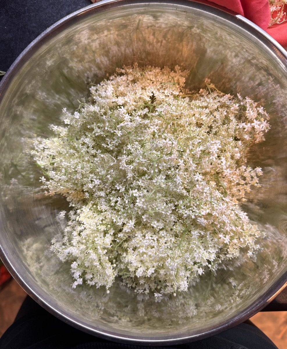 MsTobehonest's tweet photo. Holunderblüten... für Sirup, Gelee und Likör. Runde 2 in diesem Juni 😎 https://t.co/279eynmRxU