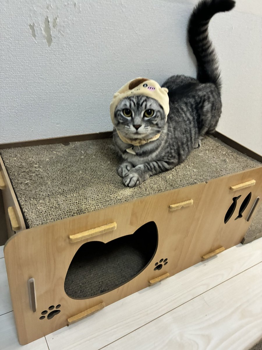 riku200818's tweet photo. 片付けてたら出てきた猫用の帽子。可愛すぎて呼吸が苦しい..... https://t.co/wnwphR7oP2
