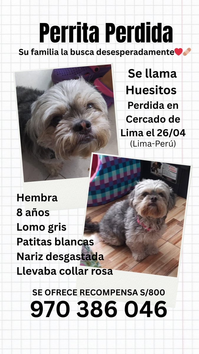 danegamez's tweet photo. Se perdió en Abril y su familia no deja de buscarla, cerca a la Av. argentina en Cercado de #Lima. 
Me ayudas a difundir? https://t.co/zmyRxHDneP