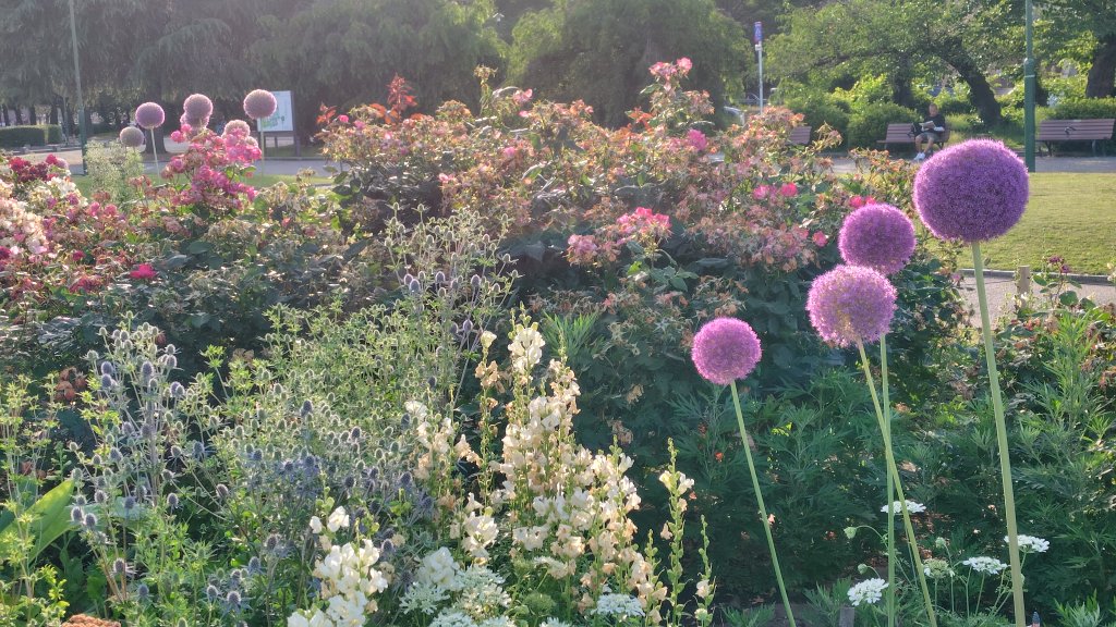loft8931's tweet photo. おはようございます
#鶴舞公園
#TLを花でいっぱいにしよう https://t.co/KR2JfIE0Kw
