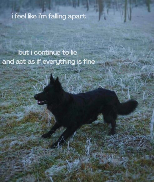 DoggyPosting's tweet photo. https://t.co/NPxx7I8kle