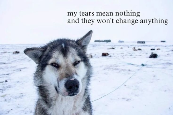DoggyPosting's tweet photo. https://t.co/EbYIQnvqzs