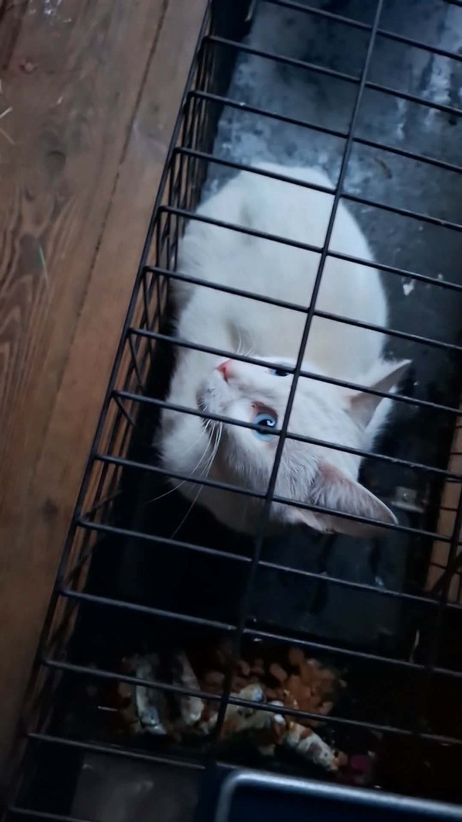 beautys_legacy's tweet photo. Thrilled that after 3 weeks, deaf cat Dobby has been trapped and is safely reunited afyer hitching a ride in a delivery van.Skinny and dirty but otherwise OK. 
Thank you to everyone. 
@BBCNottingham @bbcemt @JaneFallon @reallorraine @clarebalding @ChrisGPackham @GMB @ITVCentral https://t.co/F7r72mAcHZ