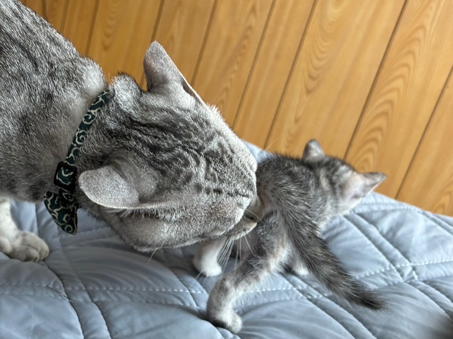 CAM40091468's tweet photo. お父ちゃんも育児してま��…？

#猫 #子猫 #育児…？ https://t.co/TbGaknn6ge