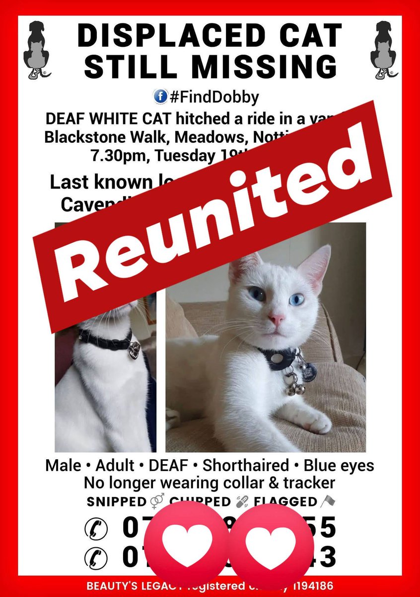 beautys_legacy's tweet photo. Thrilled that after 3 weeks, deaf cat Dobby has been trapped and is safely reunited afyer hitching a ride in a delivery van.Skinny and dirty but otherwise OK. 
Thank you to everyone. 
@BBCNottingham @bbcemt @JaneFallon @reallorraine @clarebalding @ChrisGPackham @GMB @ITVCentral https://t.co/F7r72mAcHZ