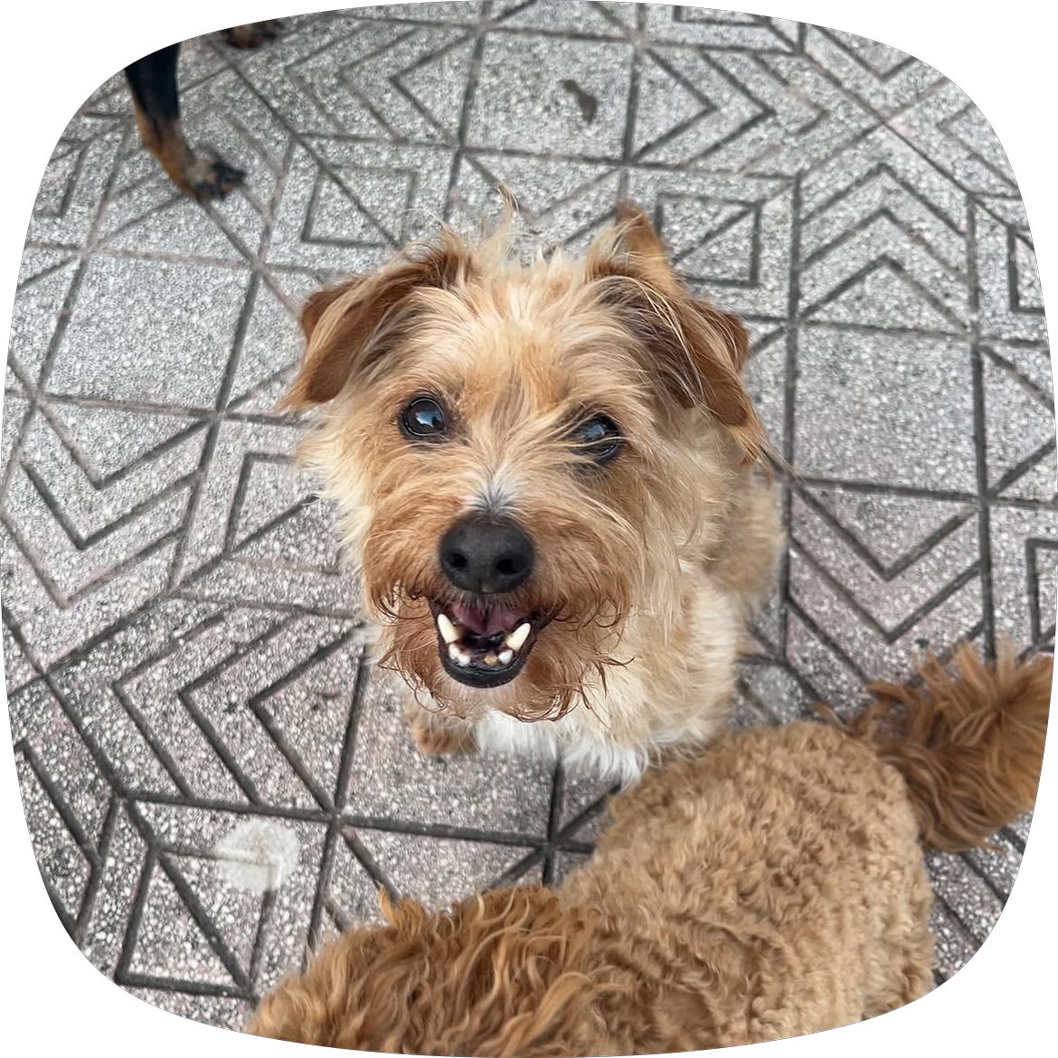 kim1ama's tweet photo. vorrei poter parlare al mio cane con whatsapp mi manca uee 😭😭😭 scricciolo mio https://t.co/kyBdAtCX02