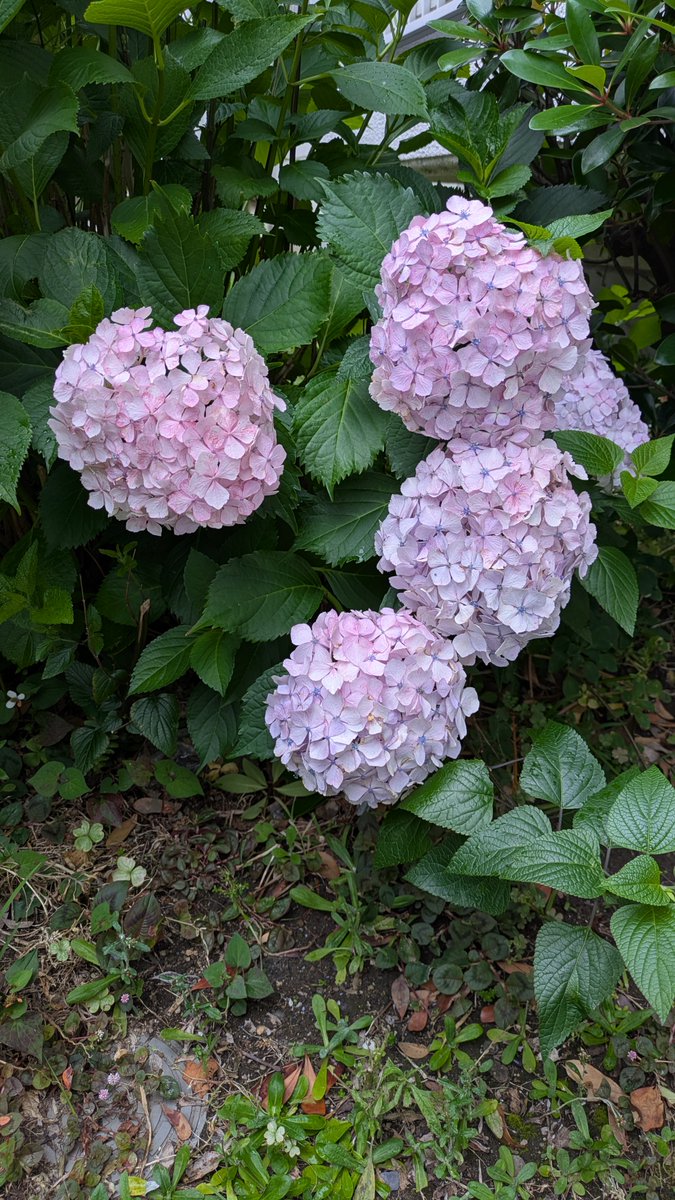 NanoFrontierInc's tweet photo. おはようございます😀
本日の川崎は☔雨。強くなったり弱くなったりの一日となりそうです。
アジサイが咲き出して、花が増えてきました。ホント、雨には紫陽花がよく似合いますね。
皆様、本日も頑張って参りましょう🤗
#企業公式相互フォロー
#企業公式が毎朝地元の天気を言い合う https://t.co/kpxOlbUeIF