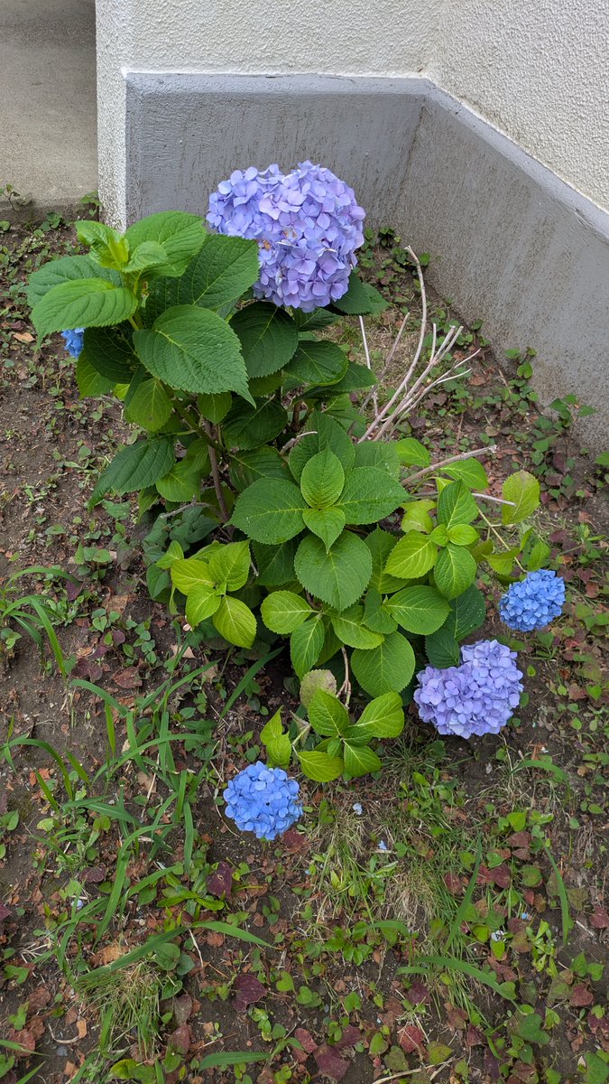NanoFrontierInc's tweet photo. おはようございます😀
本日の川崎は☔雨。強くなったり弱くなったりの一日となりそうです。
アジサイが咲き出して、花が増えてきました。ホント、雨には紫陽花がよく似合いますね。
皆様、本日も頑張って参りましょう🤗
#企業公式相互フォロー
#企業公式が毎朝地元の天気を言い合う https://t.co/kpxOlbUeIF