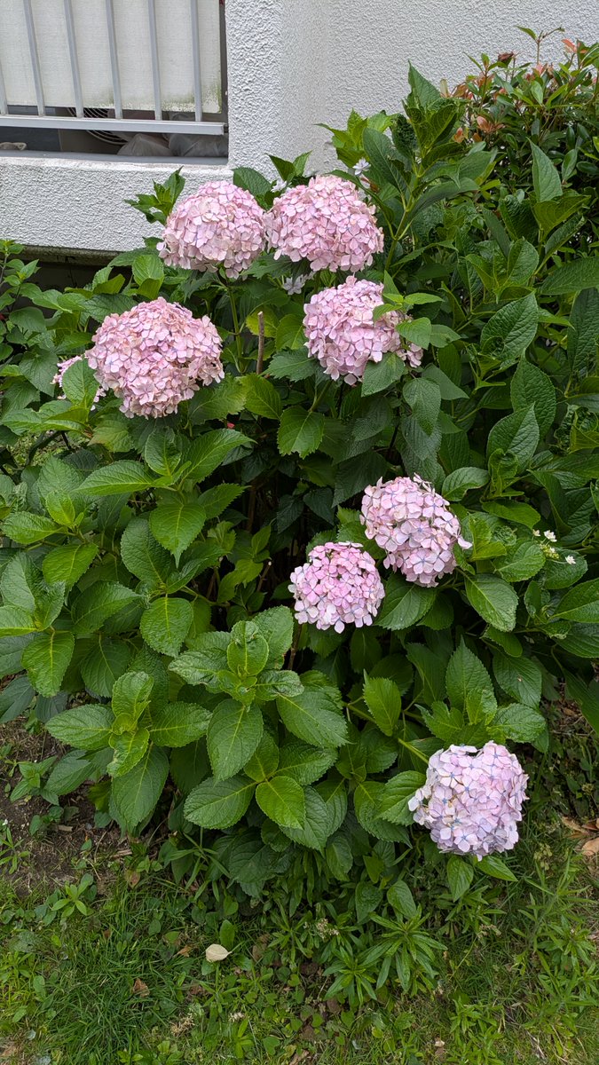 NanoFrontierInc's tweet photo. おはようございます😀
本日の川崎は☔雨。強くなったり弱くなったりの一日となりそうです。
アジサイが咲き出して、花が増えてきました。ホント、雨には紫陽花がよく似合いますね。
皆様、本日も頑張って参りましょう🤗
#企業公式相互フォロー
#企業公式が毎朝地元の天気を言い合う https://t.co/kpxOlbUeIF