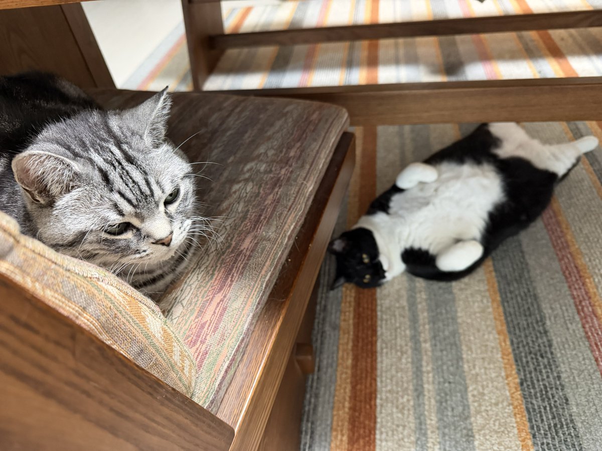 amesyo0's tweet photo. おはようございます
梅雨☂️ですね…
#猫と暮らす https://t.co/75nn5vcNtQ