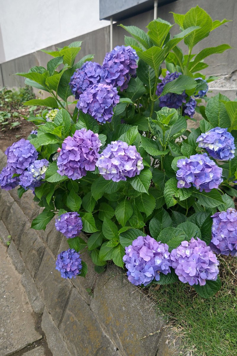 sarukomama's tweet photo. 雨のスタートだね
気温も少しひんやり
体調に気をつけて
さぁ深呼吸してまいりましょう
✫届けこの想い

だいじょうぶ
だいじょうぶ
あの子たちはずっとここに居るからね💙 https://t.co/SAiP9U1d2V