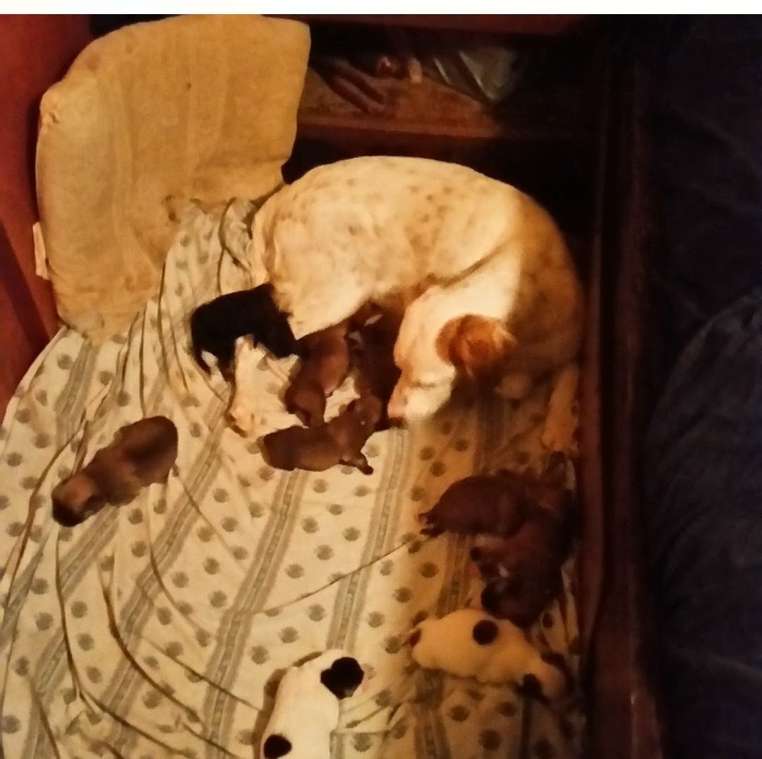 calee962's tweet photo. @catturd2 These little ones turn 11 in December. Still have 6 of the 9. Mom passed a few months back. https://t.co/IrXcSHWI4p