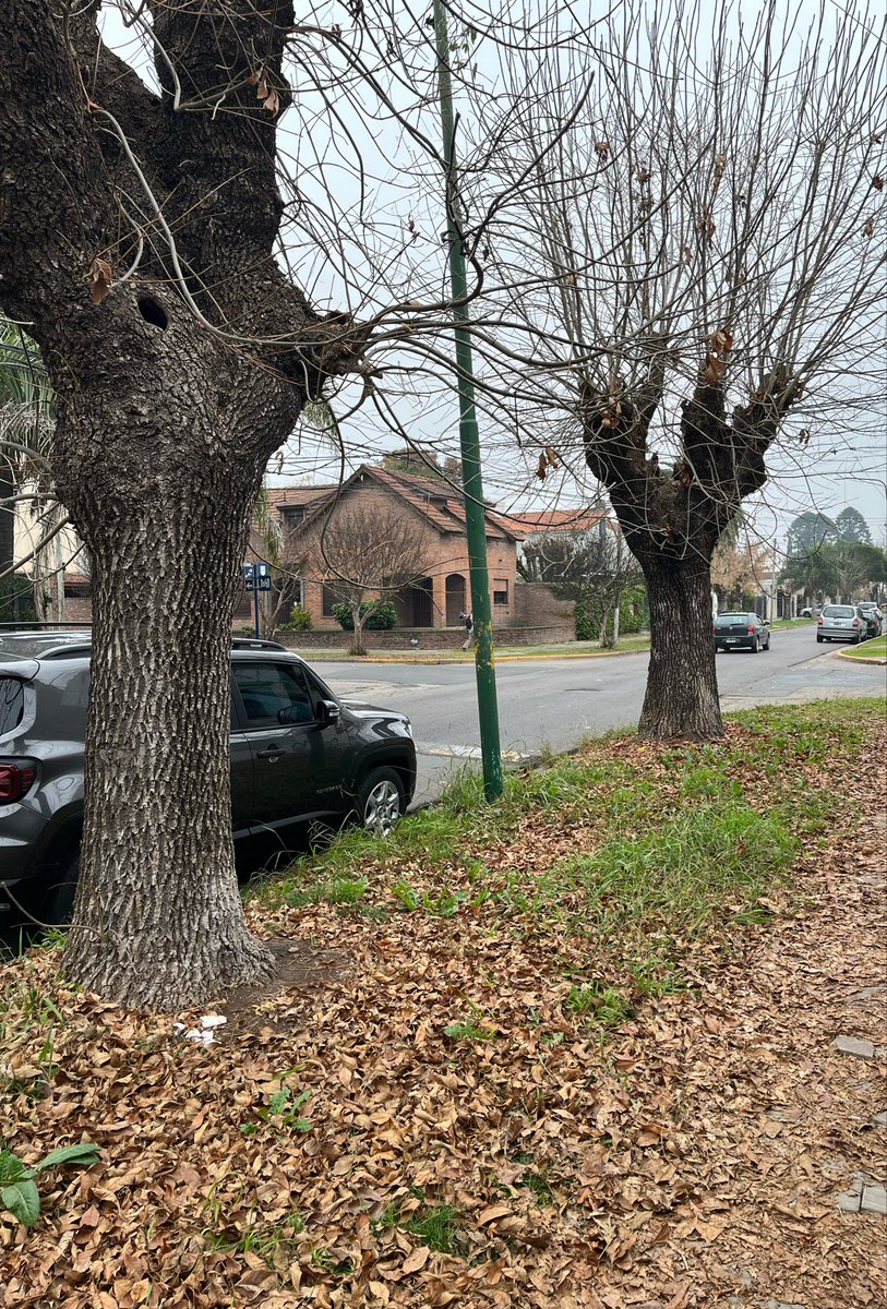FedeRacciatti's tweet photo. Otoño en Castelar.

(no le muestren a @AguanteCerebro que le da un síncope) https://t.co/boz0JFmVg5