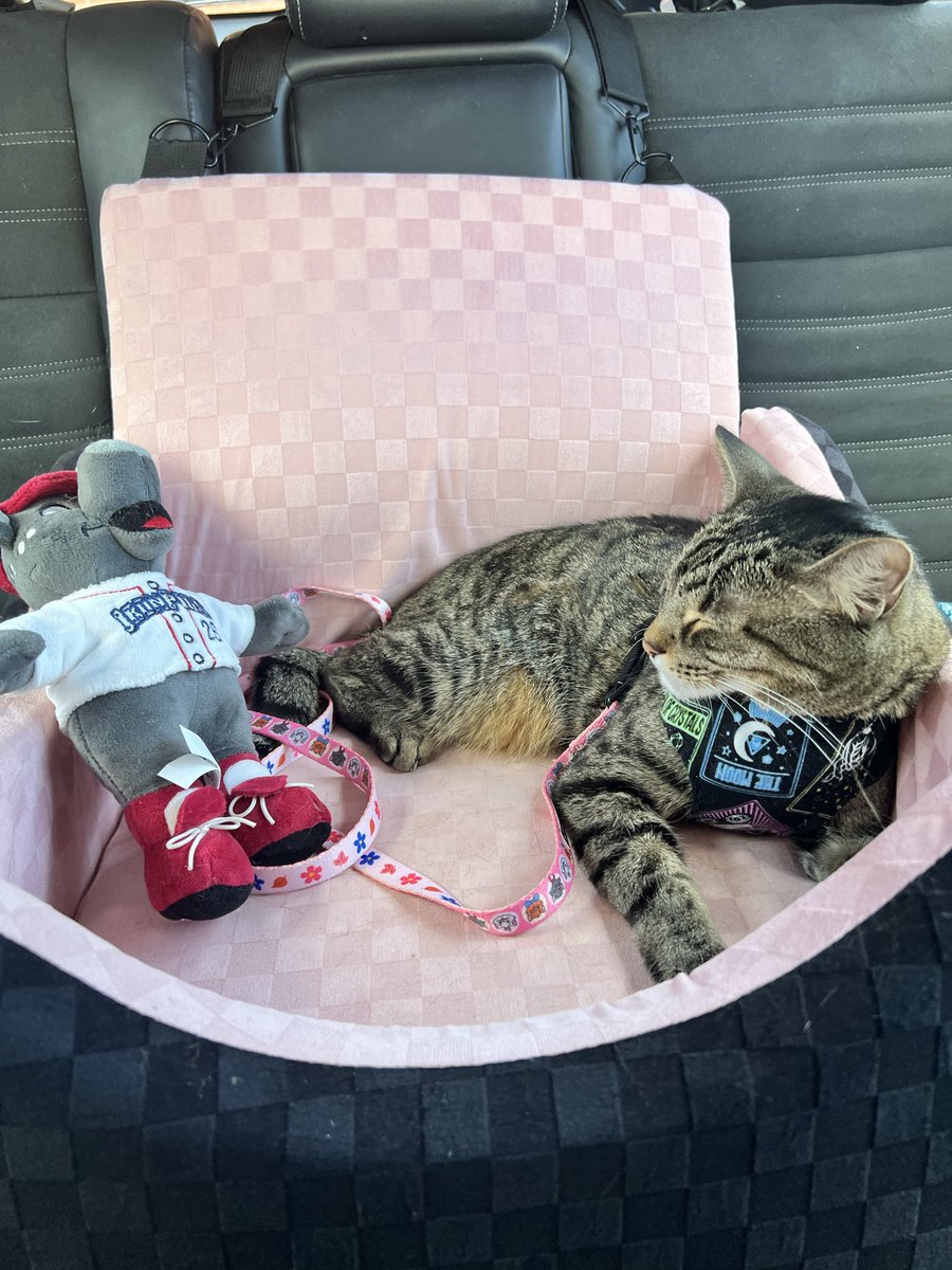 lawrator's tweet photo. @IronPigs what a good game! Seance loved the day at the park. Thank you all who said hello 😻 
#baseball #cats #ironpigs https://t.co/PB8x30oJjs