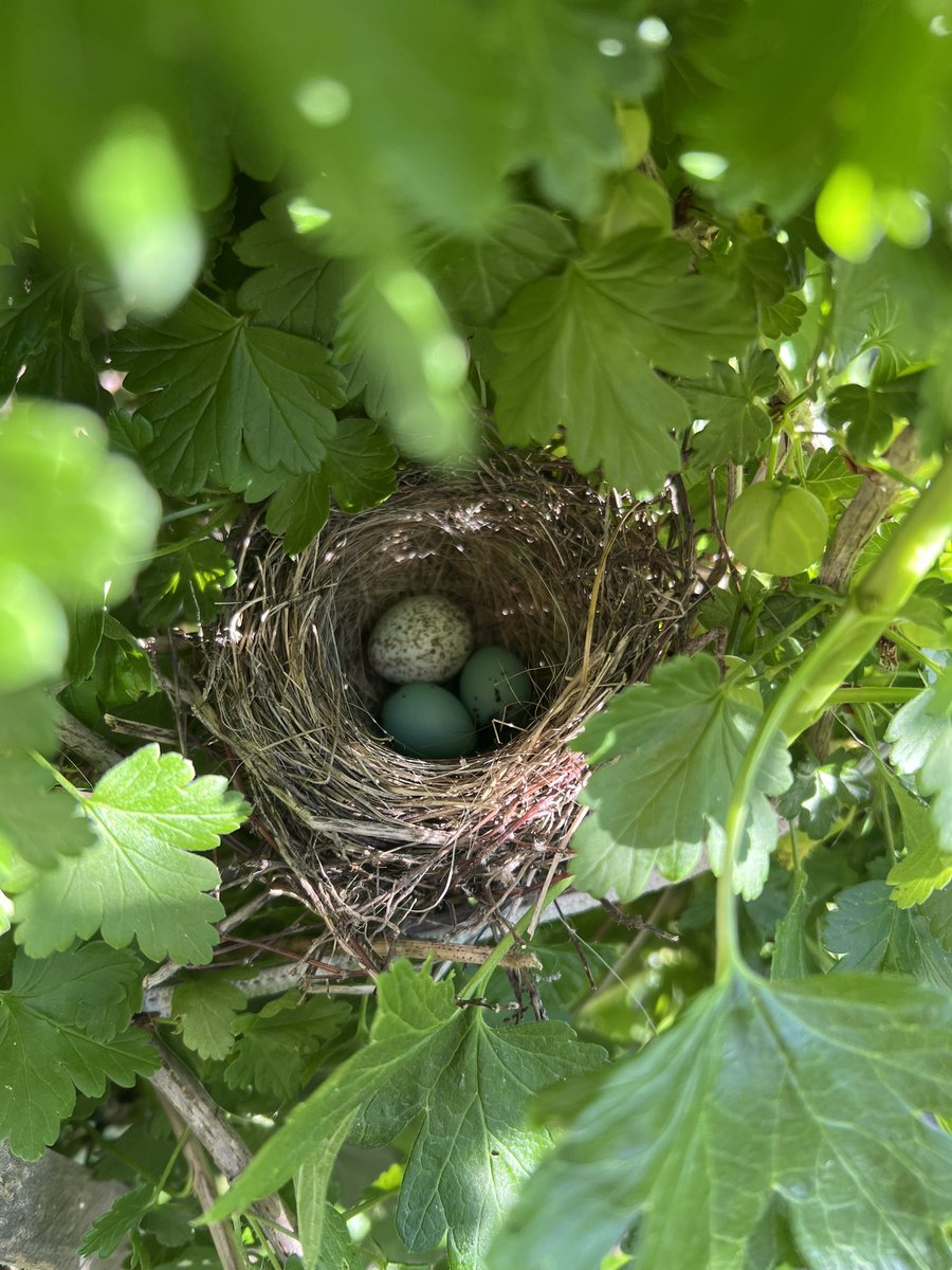 GenerallyBrock's tweet photo. I spotted this tiny nest in my gooseberry bush. Oddly, one of the eggs is not like the other two. Any idea what two species’ eggs these would be? SW Ontario, Canada for location context. https://t.co/gKqQ2WxtzO
