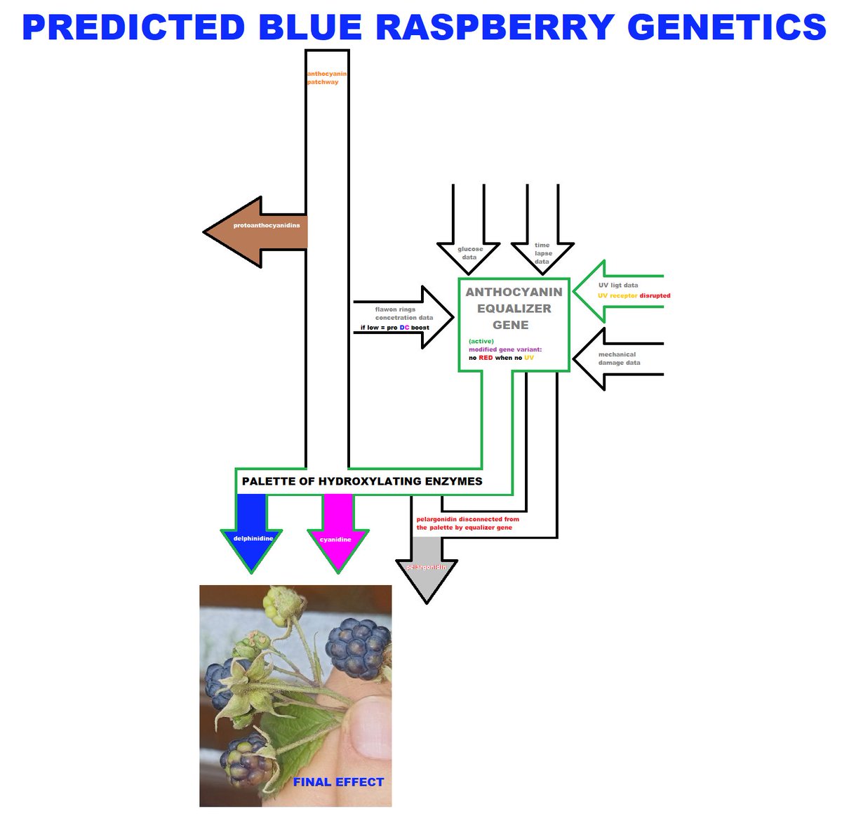 RegotekEth's tweet photo. i estimated my #blueraspberry genetics patchways from physical observations: https://t.co/YickYpLtTK
