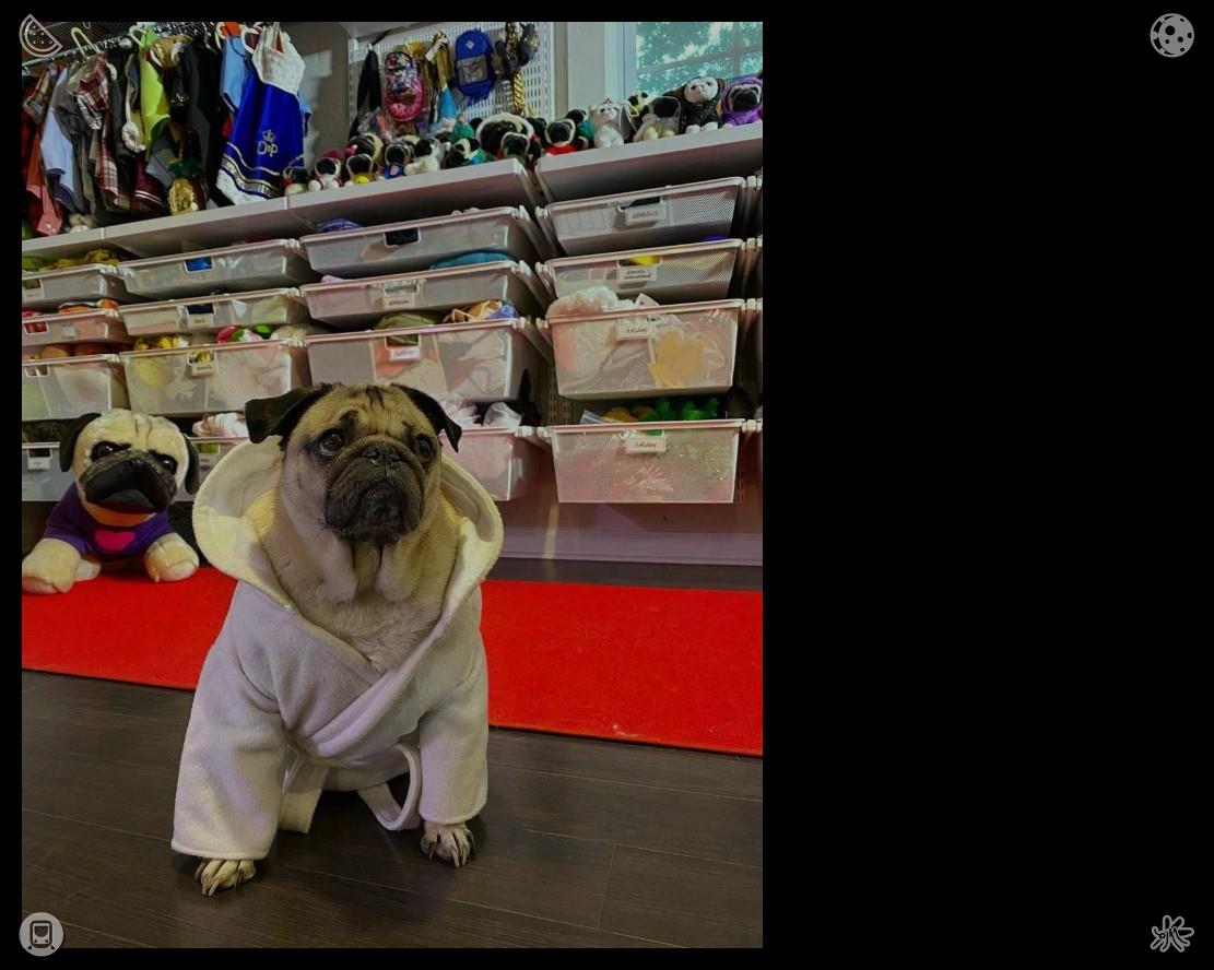 GSlayTheGWay's tweet photo. Dogs🐀Puppies turn mundane household chores into enjoyable moments with their endearing companionship. Their playful roaming and games fill the time with boundless, carefree delight. https://t.co/W0yej6gerv